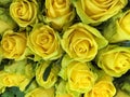 Floral background with yellow oses Royalty Free Stock Photo