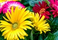 Bouquet of colorful Gerbera Daisy flowers