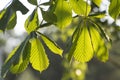 Floral background. Young leaves of a chestnut are lit with soft light. Spring in the forest Royalty Free Stock Photo