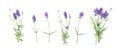 Floral banner flat lay Lavender flowers