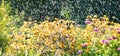 Floral banner. Motion blur of blossoming flower bed in oblique raining in sunny day. Royalty Free Stock Photo