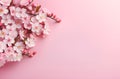 Floral banner. Sakura flowers blossoms on pastel pink background. Springtime composition with copy space. Flat lay Royalty Free Stock Photo