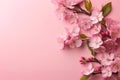 Floral banner. Sakura flowers blossoms on pastel pink background. Springtime composition with copy space. Flat lay Royalty Free Stock Photo