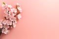 Floral banner. Sakura flowers blossoms on peach pink background. Springtime composition with copy space Royalty Free Stock Photo