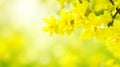 Floral Banner with Saturated Yellow Hues and Copy Space.