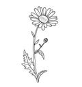 Floral beautiful camomile card. Flower isolated on white.