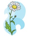 Floral beautiful camomile card. Vector Background