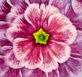 Floral beautiful pink violets background. Close-up. Nature. Royalty Free Stock Photo