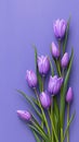 Floral beauty Bouquet of purple tulips on a veri peri backdrop Royalty Free Stock Photo