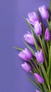 Floral beauty Bouquet of purple tulips on a veri peri backdrop Royalty Free Stock Photo