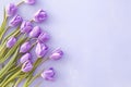 Floral beauty Bouquet of purple tulips on a veri peri backdrop Royalty Free Stock Photo