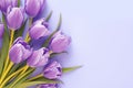 Floral beauty Bouquet of purple tulips on a veri peri backdrop Royalty Free Stock Photo