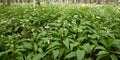 Floral bed of flowering ramsons