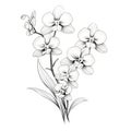 Monochrome Orchid: Intricate Floral Drawing On White Background