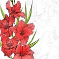 Floral blooming gladiolus hand drawn vector illustration