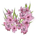 Floral blooming gladiolus hand drawn vector illustration