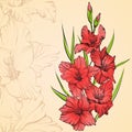 Floral blooming gladiolus hand drawn vector illustration