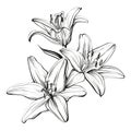 Floral blooming lilies hand drawn vector illustration sketch