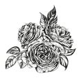 Floral blooming rose branch vector illustration sketch