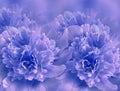 Floral blue background. A bouquet of purple- blue peonies flowers. Close-up. Flower composition. Royalty Free Stock Photo