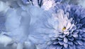 Floral blue background. Flower chrysanthemum and petals of a blue roses. Place for text. Close-up. Royalty Free Stock Photo