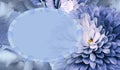 Floral blue background. Flower chrysanthemum and petals of a blue roses. Place for text. Close-up. Royalty Free Stock Photo