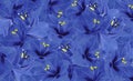 Floral blue background of flowers of hippeastrum. Floral wallpaper.