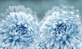 Floral blue background. Flowers light blue Chrysanthemums.. Close-up. Flower composition. Royalty Free Stock Photo