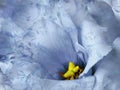 Floral blue background. Flowers and petals of a blue roses.  Close-up. Royalty Free Stock Photo