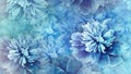 Floral blue background. Peony flower petals. Close-up. Nature Royalty Free Stock Photo