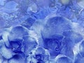 Floral blue background from roses. Flower composition. Flowers with water droplets on petals. Close-up. Royalty Free Stock Photo