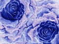 Floral blue background from roses. Flowers and petals of a blue and purple roses. Place for text. Royalty Free Stock Photo