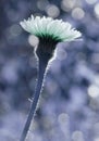 Floral blue background. White flower on a white-blue bokeh background. Wildflowers in the sun`s rays. Close-up. Soft focus. Royalty Free Stock Photo