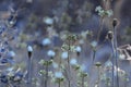 Floral blue background. Wildflowers on a bokeh background. Close-up. Soft focus Royalty Free Stock Photo