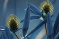 Floral blue background. Wildflowers yellow clover on a bokeh background. Close-up. Soft focus. Royalty Free Stock Photo