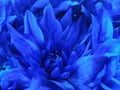 Floral blue beautiful background of Chrysanthemums. Wallpapers of blue flowers. Closeup,