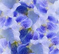Floral blue beautiful background. Flower composition. flowers irises closeup. Nature