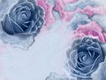 Floral blue and pink background from roses. Flowers and petals of a blue and pink roses. Place for text. Royalty Free Stock Photo