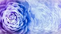 Floral blue-purple background. A bouquet of   purple roses  flowers.  Close-up.   floral collage.  Flower composition. Royalty Free Stock Photo