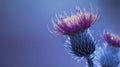 Floral blue-purple background. Purple thorny thistle flower. A purple-yellow flower on a blue background. Closeup. Royalty Free Stock Photo