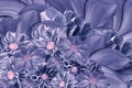 Floral blue-violet background of flowers of dahlia. Bright flower arrangement. A bouquet of blue dahlias.