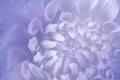 Floral blue-violet-white background. Background of a dahlia flower close-up. Macro. Royalty Free Stock Photo