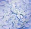 Floral blue-white background. Bouquet of flowers of peonies. Blue-turquoise petals of the peony flower. Close-up. Royalty Free Stock Photo