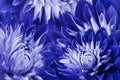 Floral blue-white beautiful background. Flowers red-yellow dahlias.Flower composition. Close-up. Royalty Free Stock Photo