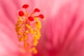 Floral blurred background with pink exotic tropical Hibiskus flower