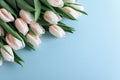Floral border from bouquet of pink tulips on blue background. Anniversary celebration concept. Copy space. Top view Royalty Free Stock Photo
