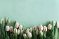 Floral border from bouquet of pink tulips on green background. Anniversary celebration concept. Copy space. Top view Royalty Free Stock Photo