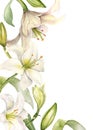 Floral border with lilies. White lily and buds watercolor isolated on white. White flower and stem botanical