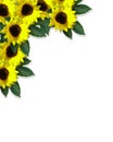 Floral border Sunflowers Royalty Free Stock Photo