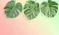 Floral border tropical Monstera leaves vintage toned